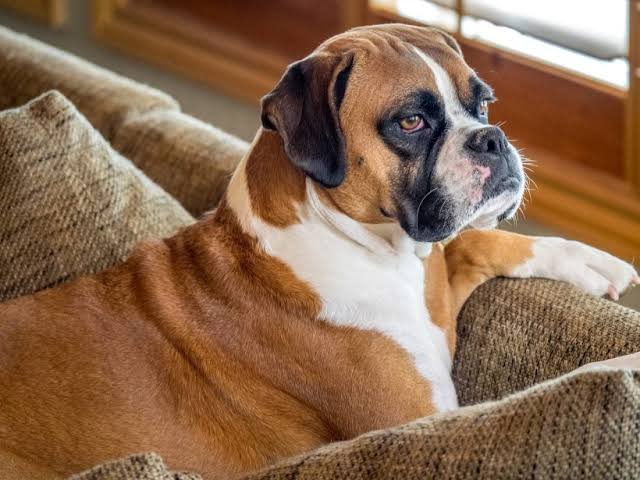 Boxer Köpek